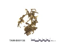 藏品(九州擬懸苔)的圖片